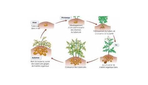 Cycle de reproduction de la pomme de terre - Agronomie
