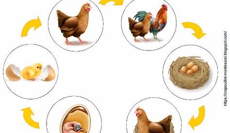 Cycle de vie la poule | Grade 2 science, Mario characters, Character