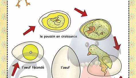 Activités poule en maternelle : cycle de vie poule, morphologie poule