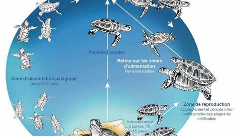 Un vecteur illustration du cycle de vie de la tortue de mer Image