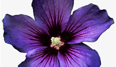 Free Purple Flowers Transparent Background, Download Free Purple