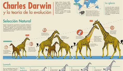 ¿Cómo evolucionan las especies? La Teoría de Darwin – N+