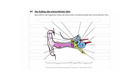 Ohr Aufbau Funktion Arbeitsblatt