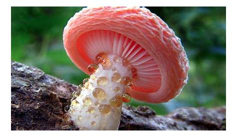 Culturizando: En 10 Datos: Los hongos más curiosos del mundo