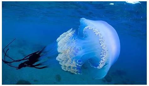 Crece el número de medusas en el Mediterráneo - Tus noticias de la semana