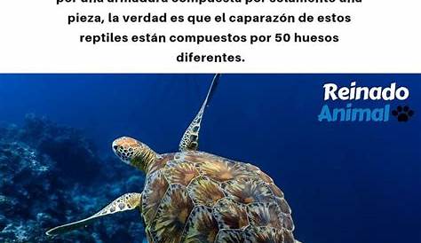 25 datos curiosos de las tortugas que NO sabías - Planeta Curioso