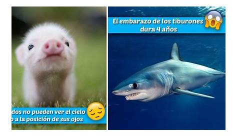 15 datos curiosos sobre animales que seguramente no conocías | Datos