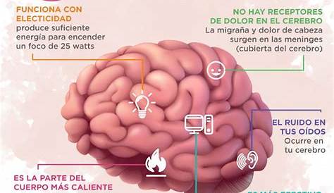 Algunos datos sobre el cerebro #infografia #infographic - TICs y Formación