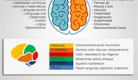 Datos sobre el Cerebro – 4D+ Partner