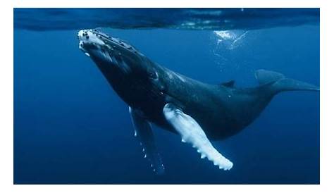 ¿Por qué las ballenas jorobadas cambian su canto? - BBC News Mundo