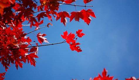 Gambar : jatuh daun, merah, langit biru, Daun-daun, daun maple, warna
