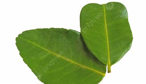 Daun Jeruk, Lime Leaves, Leaves, Hijau PNG Transparent Clipart Image