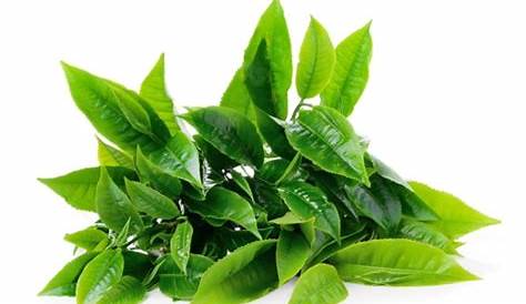 Mengenal 36 manfaat daun teh hijau yang baik untuk kesehatan – Fumy