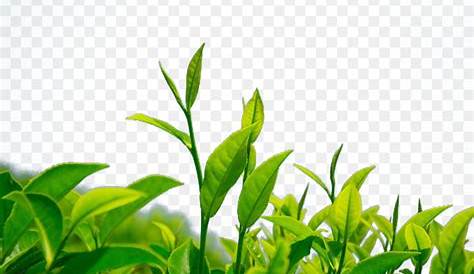 векторная иллюстрация чайного листа PNG , чай, чайный лист, чайный лист