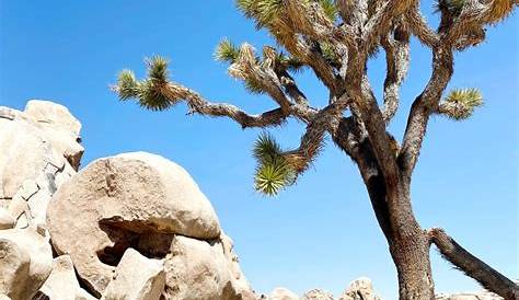 The Ultimate Joshua Tree Day Trip Itinerary: One Day in Joshua Tree