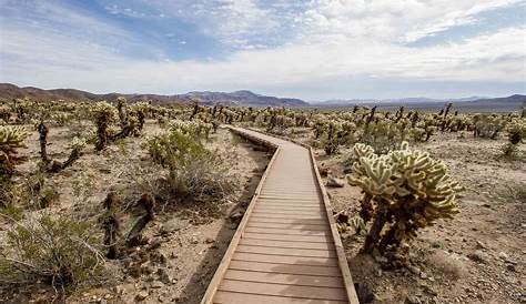 The Perfect Day Trip to Joshua Tree National Park: Everything You Need