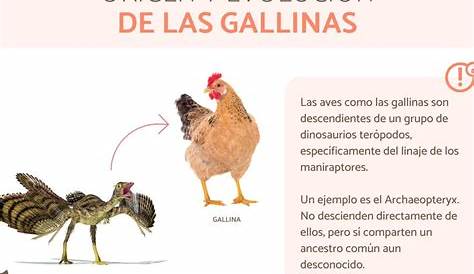 GALLINA | Características, alimentación, reproducción y especies