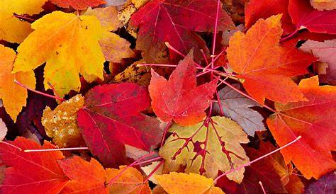 Coloriage feuilles automne - JeColorie.com