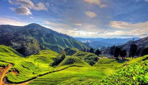 How To Get From Kuala Lumpur to Cameron Highlands? | Gecko Routes