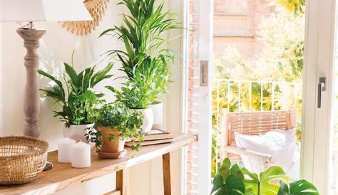 Deco con plantas de interior Blog de decoración, DIY, ideas low cost