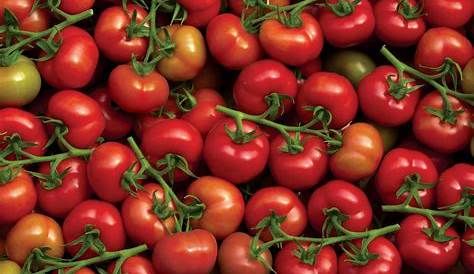 L'histoire de la tomate - Tomates et concombres de nos régions