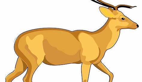 Free Deer Transparent Background, Download Free Deer Transparent