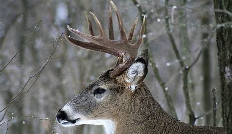 Desktop Wallpapers Deer Horns Jamie Frith Head Animals