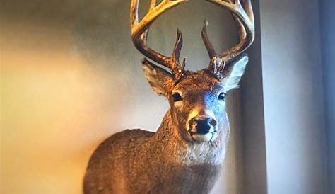 I like this mount but would put it on a pedestal. #whitetaildeerdecor
