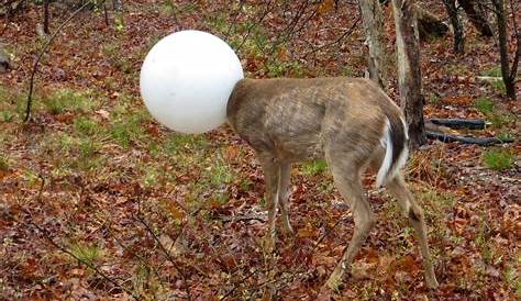 NY environmental officer frees deer with head stuck in light fixture