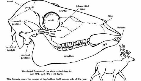 Whitetail deer skull anatomy | Deer skull displayed on black background