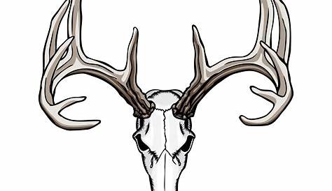 Deer Skull Clipart in Illustrator, PDF - Download | Template.net