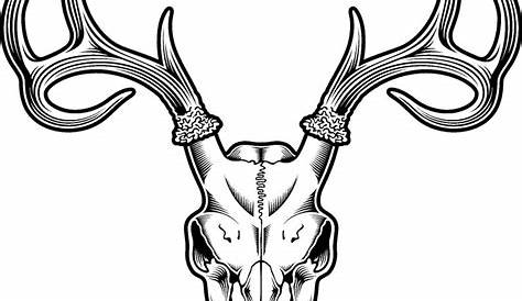 Deer Skull Illustration 230141 Vector Art at Vecteezy