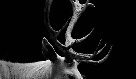 The Red Deer on a Black Background. Stock Image - Image of forest, wild
