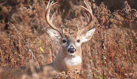 Man shoots deer that had other buck's head stuck in antlers