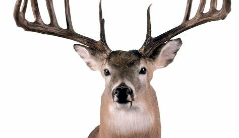 Game Head Of the Week August 17, 2012 | Deer pictures, Animal noses