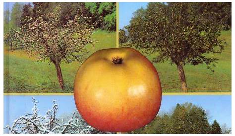 Der Apfelbaum im Jahreslauf - Differenzierte Arbeitsblätter