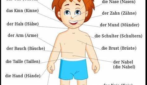Körperteile Deutsch Wortschatz Grammatik Alemán German DAF Vocabulario