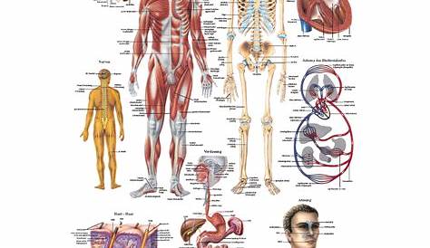 Der menschliche Körper Lehrtafel Anatomie 100x70 cm medizinische
