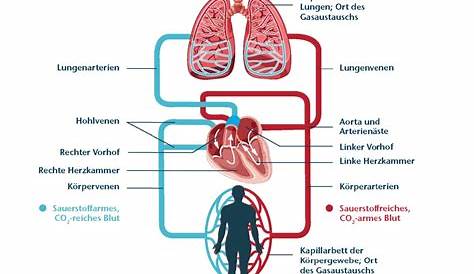 Körper- und Lungenkreislauf | Human body systems, Body systems, Physiology