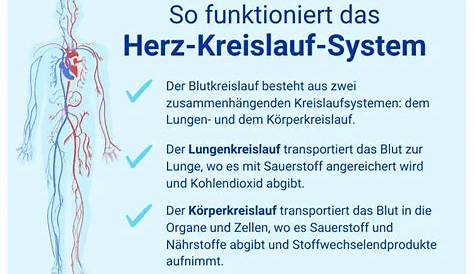 Aufbau und Funktion des Herz-Kreislauf-Systems | Herz kreislauf system