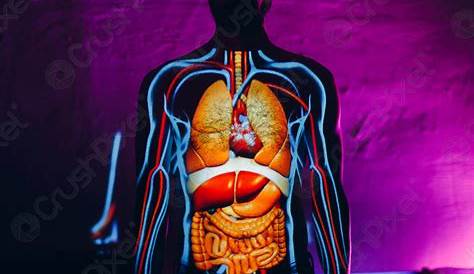 Boy body internal organs. Medical human anatomy for children, cartoon