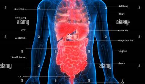 24+ toll Bild Der Menschliche Körper Innere Organe : Pin on