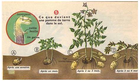 Plantation des pommes de terre (Test 3 méthodes) - YouTube