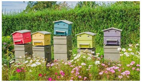 Ruche abeille chez soi : les 5 choses à savoir | Ruche abeille, Ruche