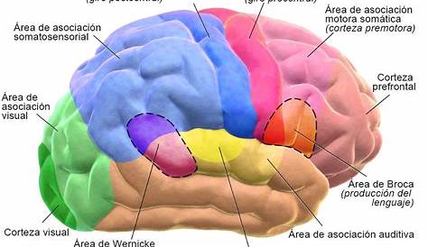 El cerebro adolescente – Un cerebro en construcción – Neuropsiocología