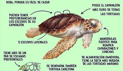 Calaméo - Guia Tortugas