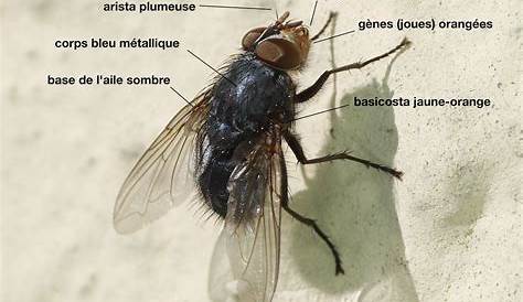 La mouche des semis - Diptères - Quel est cet animal