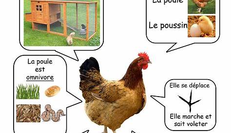 2) Quelles sont les caractéristiques biologiques d’une poule et d'un