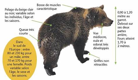 Caractéristiques et description de l'Ours brun | EcoZonia