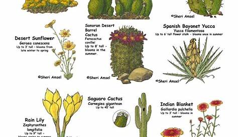 Desert Plants Names List A Wonderful Of That Are Good For
